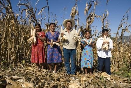 Increase family income of 50 Mexican farmers