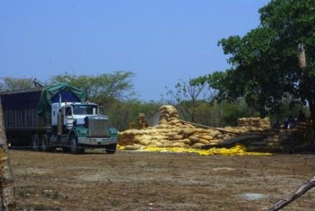 Increase family income of 50 Mexican farmers