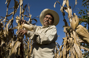Increase family income of 50 Mexican farmers 