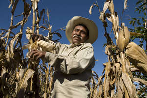 Increase family income of 50 Mexican farmers