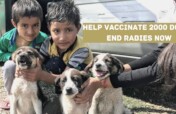 Support our 7th Annual Rabies Vaccination Camp