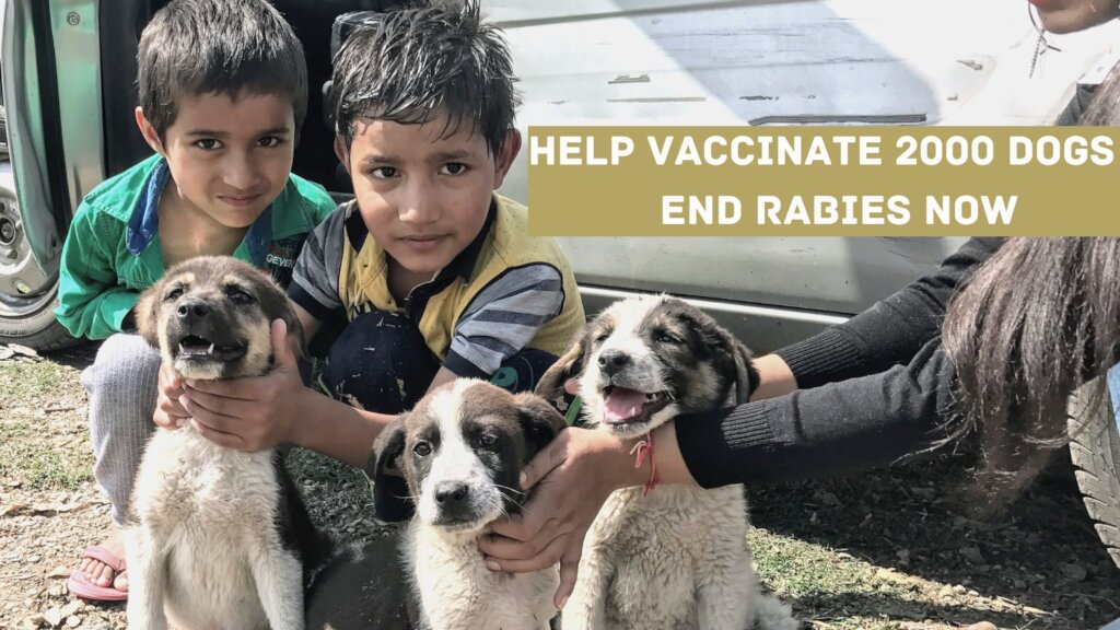 Support our 7th Annual Rabies Vaccination Camp