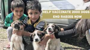 Support our 7th Annual Rabies Vaccination Camp