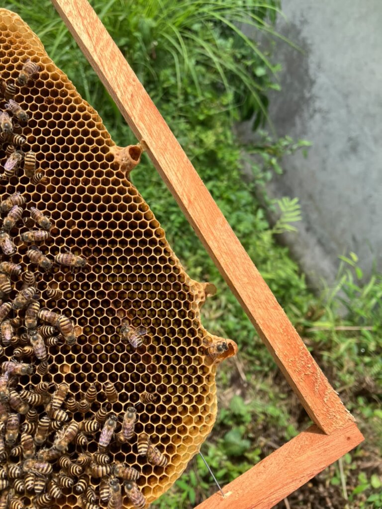 New Queen shell at the end of the bee frame
