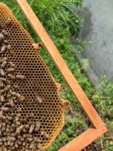 New Queen shell at the end of the bee frame