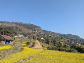 Village life and mustard fields