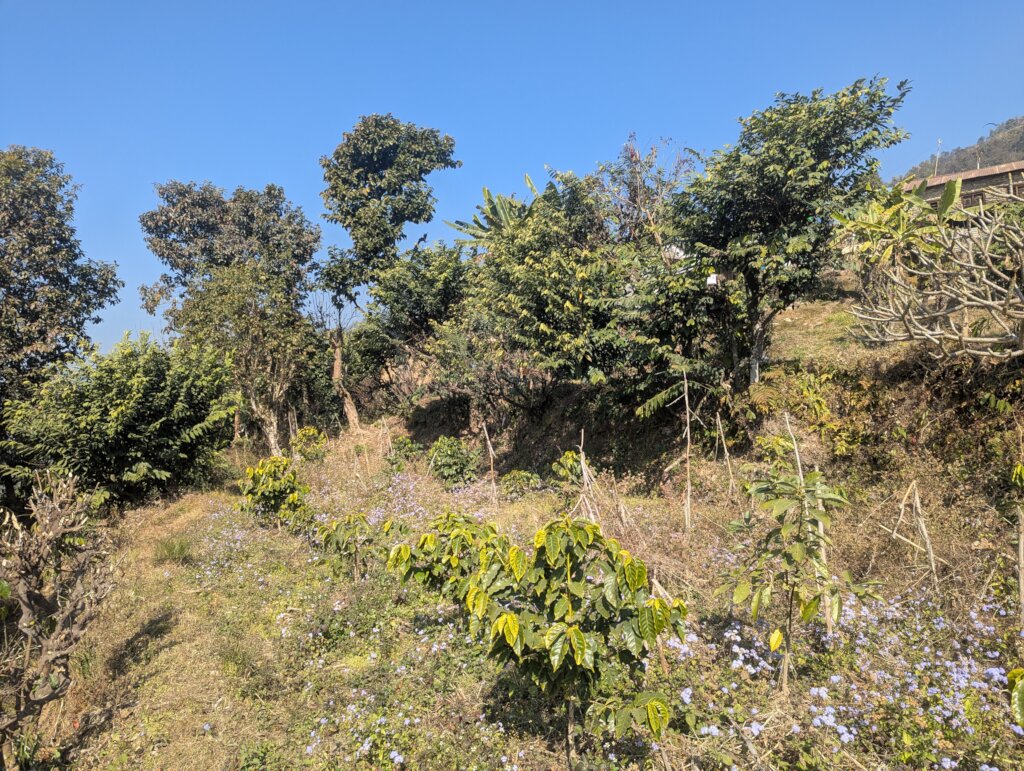 New Coffee Farms supported by Organization