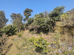 New Coffee Farms supported by Organization