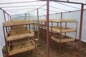 Coffee drying in tunnel collected from our farmers