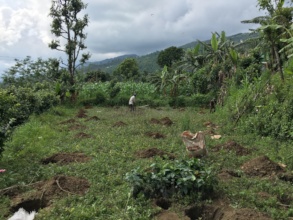 Coffee plantation in action by farmer on his farm