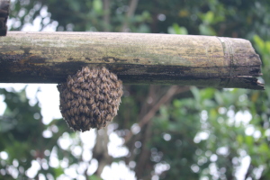 Bee Swarming at near by Bamboo structures