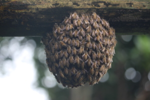 Usually Old queen takes her colony in swarming