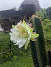 Local Cactus flower