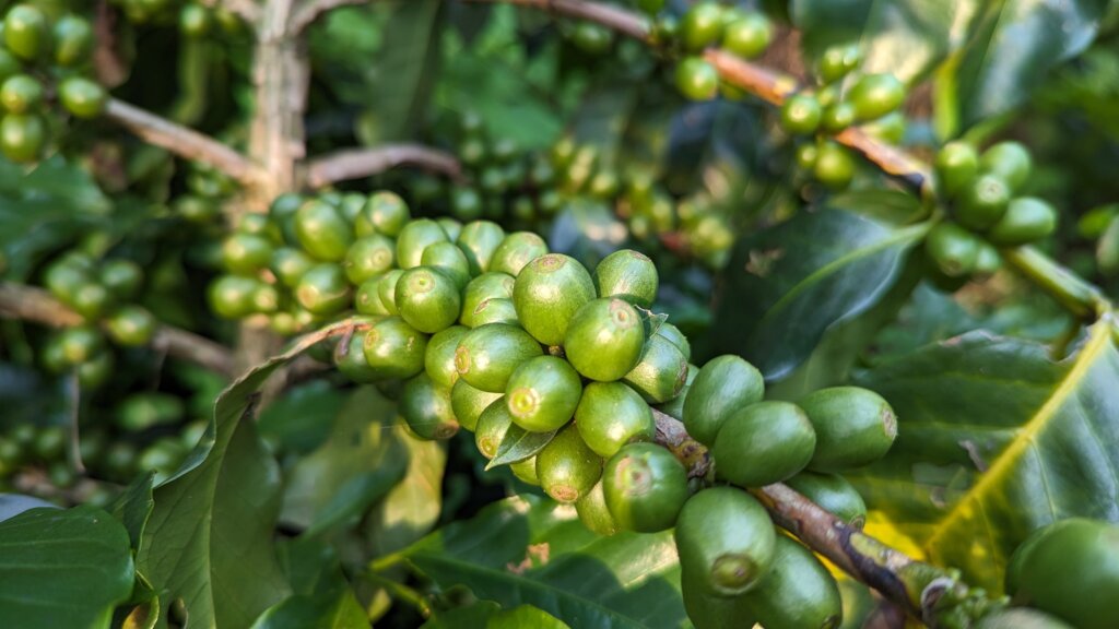 Empower Nepal's Organic Coffee and Beekeeping