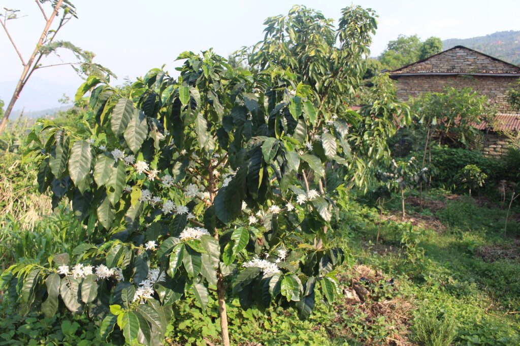 Empower Nepal's Organic Coffee and Beekeeping