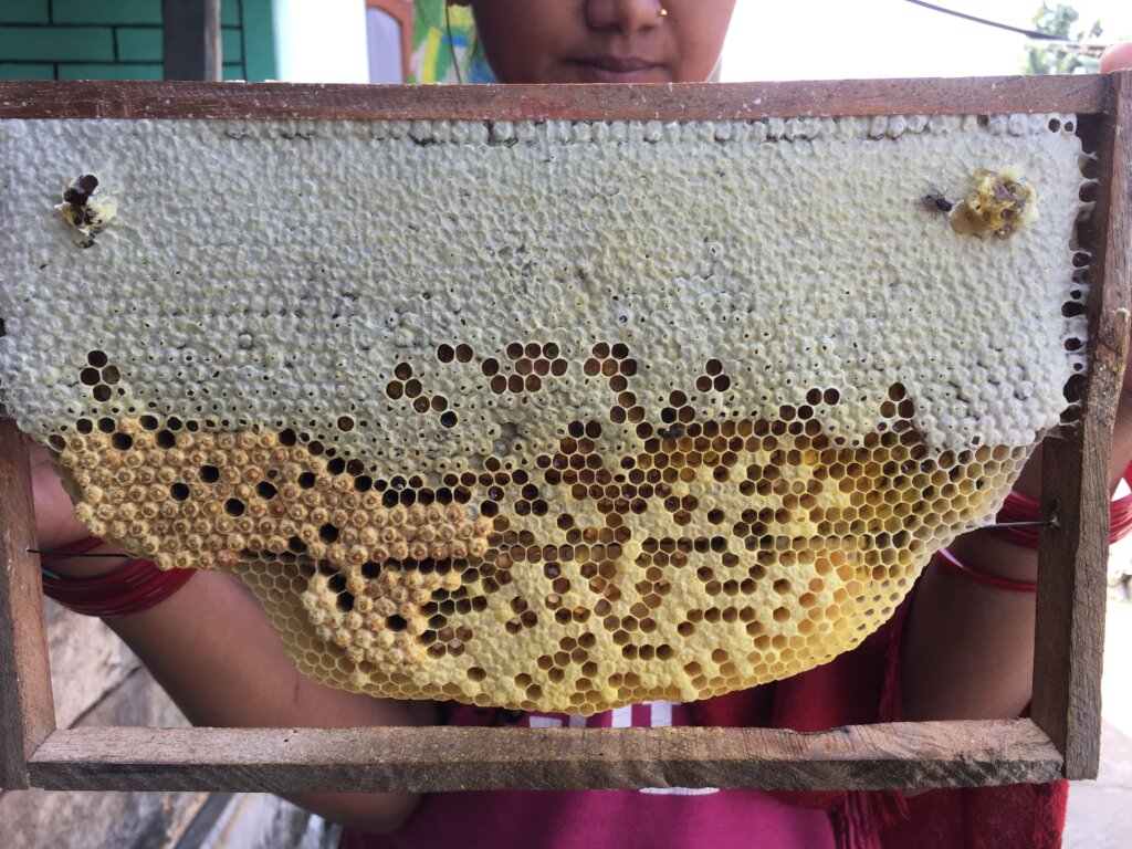 Empower Nepal's Organic Coffee and Beekeeping