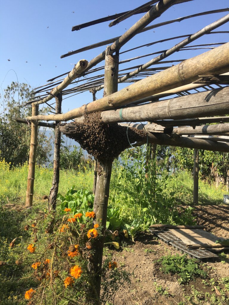 Empower Nepal's Organic Coffee and Beekeeping