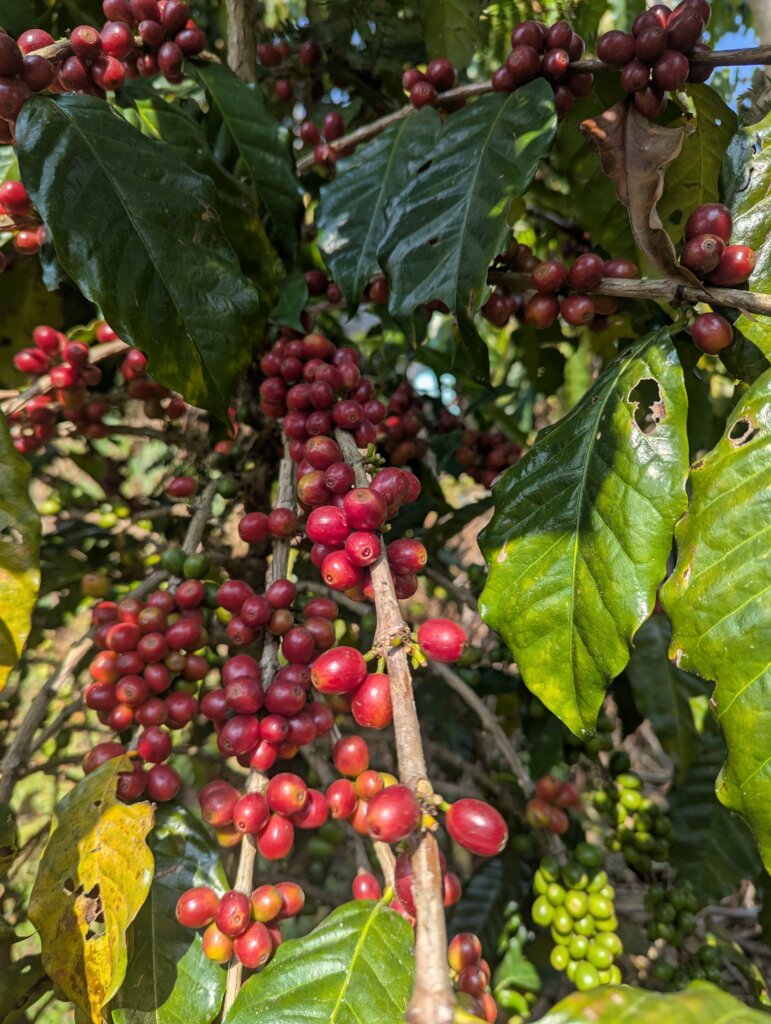 Empower Nepal's Organic Coffee and Beekeeping