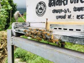 Nepali bee hives