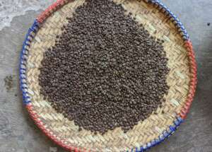 Roasted coffee for the hand sort out