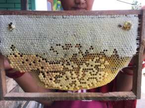 Frame full of Honey
