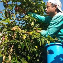 Coffee Harvesting season