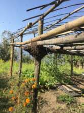 Bee colonies ready for swarming