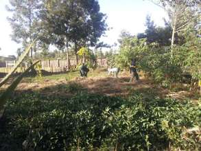 Mulching to help get through the dry season.