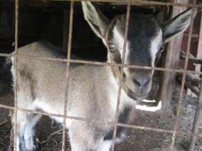 Our new born goat