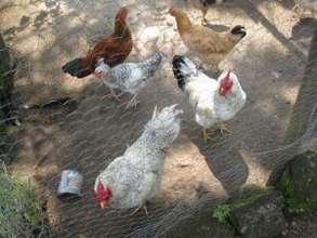 Laying Hens