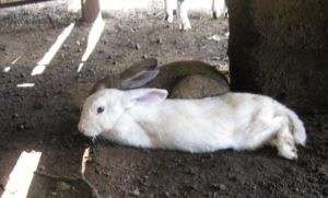 Comfy Rabbits