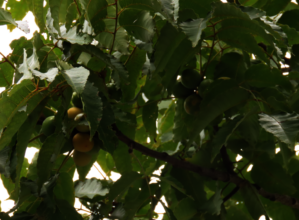 Gibbons and trees are dependent on each other