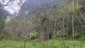 Excessive Dominance of Choerospondias axillaris H