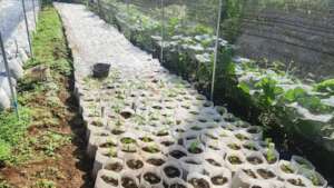 seedlings with the containers