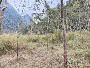 Growth of trees in Nong Kou, Photo by Guo Jiayuan