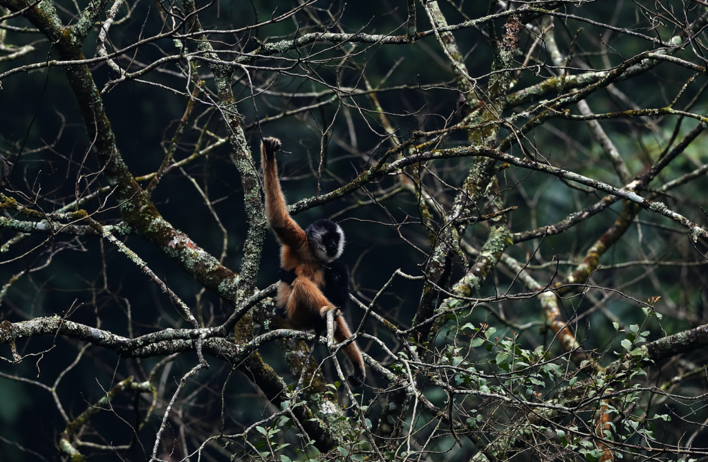 Restore Habitat for Cao Vit Gibbons