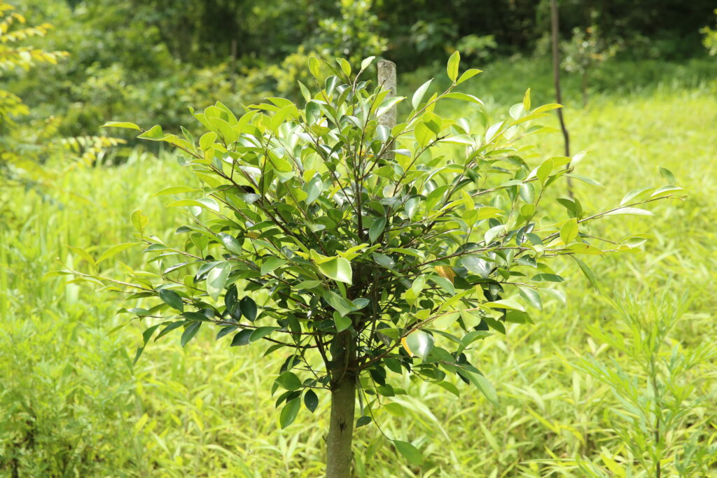 One of the tree species planted as a food source