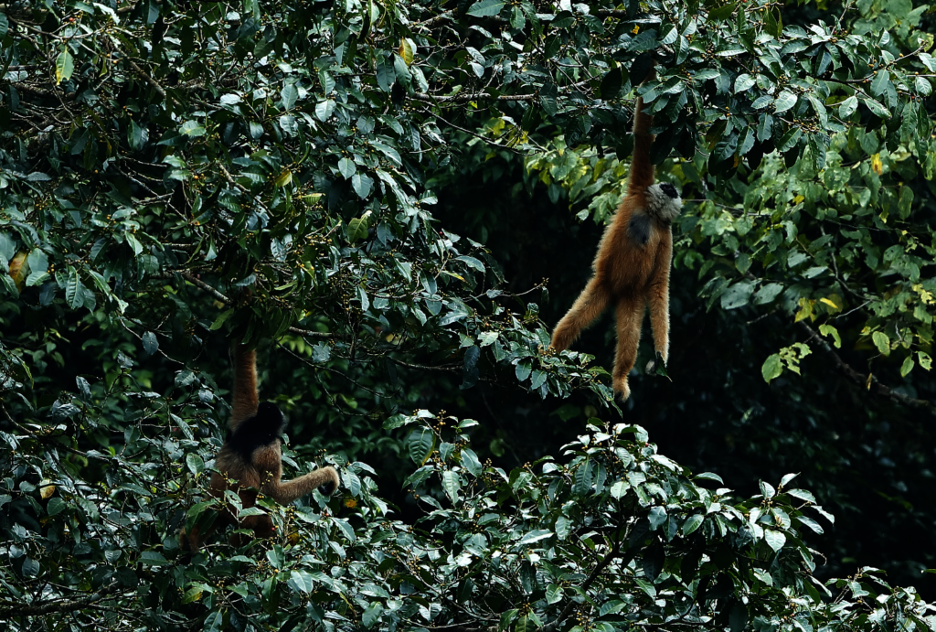 Restore Habitat for Cao Vit Gibbons