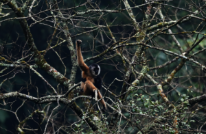 The Cao Vit Gibbons in Winter