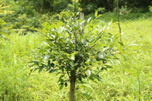 One of the tree species planted as a food source