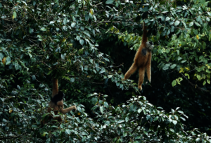 Seeking food among branches
