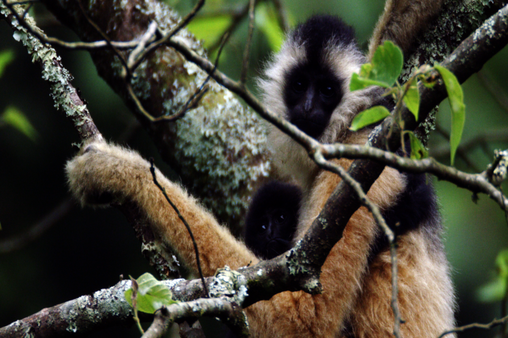 Restore Habitat for Cao Vit Gibbons