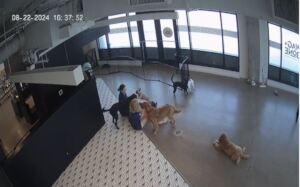 Live webcam of the pups!