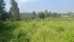 New located Land
