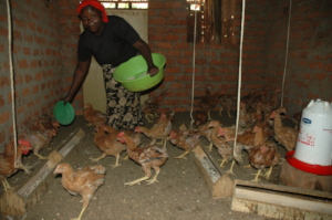 Sarah feeding poultry