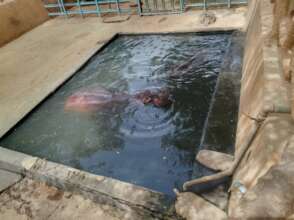 Hippo in his swimming pool