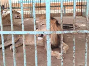 Students greeted by lions at entrance