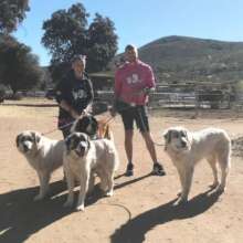 A walk with the trio, Bear and their trainers.
