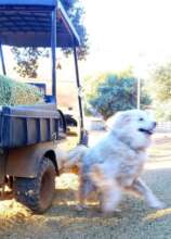 Did someone say golf cart?!?