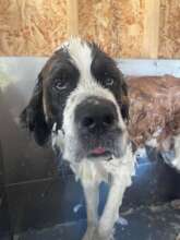 Rub a dub. Bear in the tub!